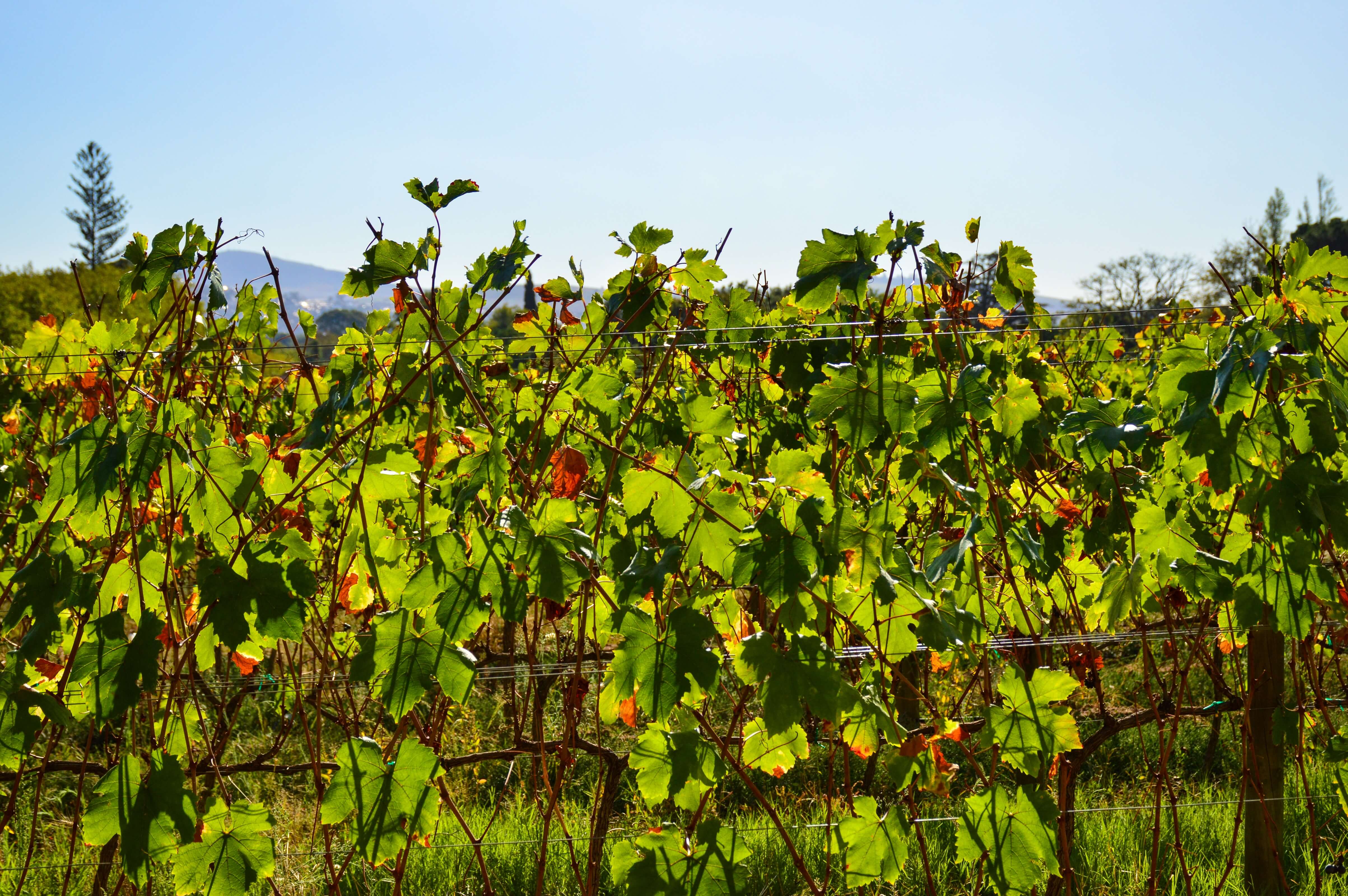 Protea Heights is bordered by wine farms